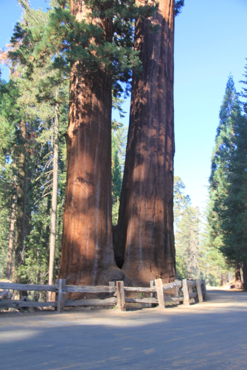 Grant Tree Trail, Boundary Trail and North Grove Trail 